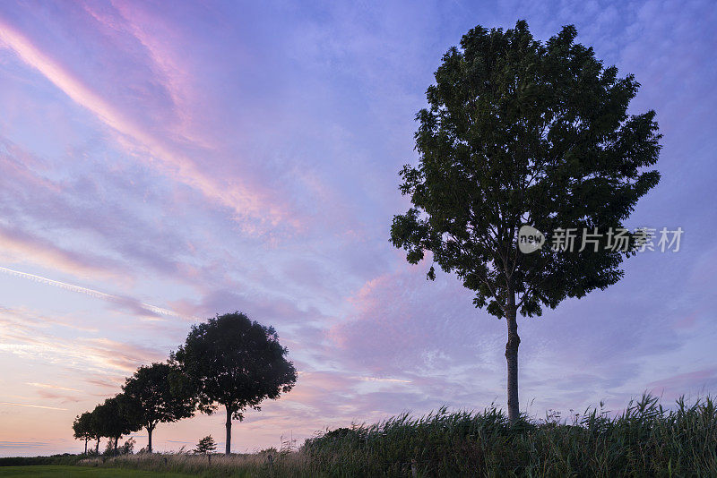 牧场上的浪漫天空和灰树