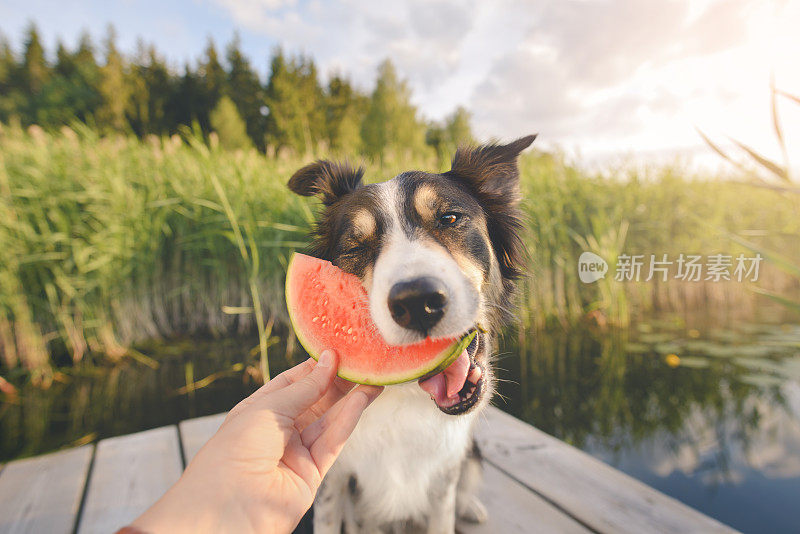 狗吃瓜