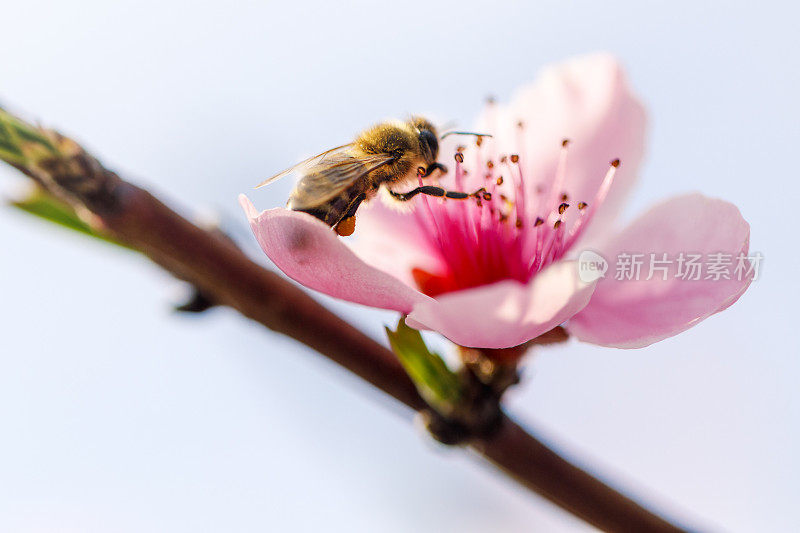 樱花与蜜蜂的特写