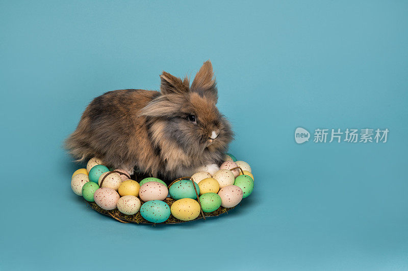 兔子在复活节花环上筑巢