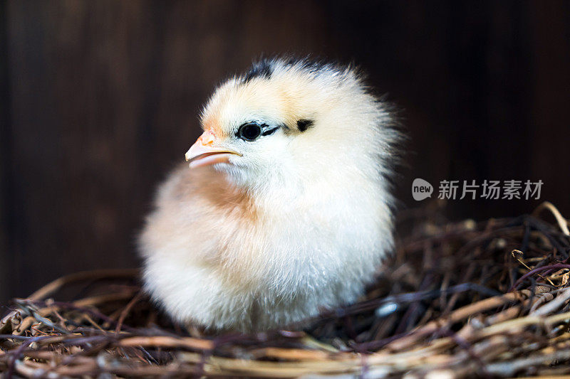 美丽的鸡宝宝