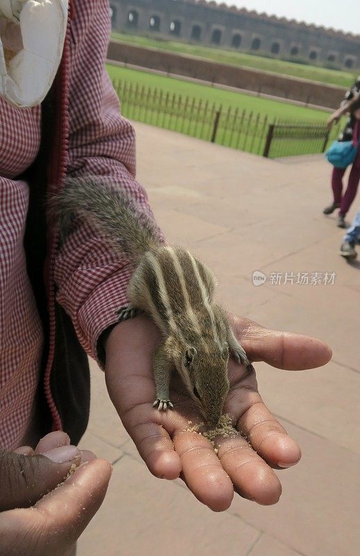 印度北方邦阿格拉堡花园中，温顺的印度棕榈松鼠，讨厌的啮齿动物，正在吃一只手上的饼干屑