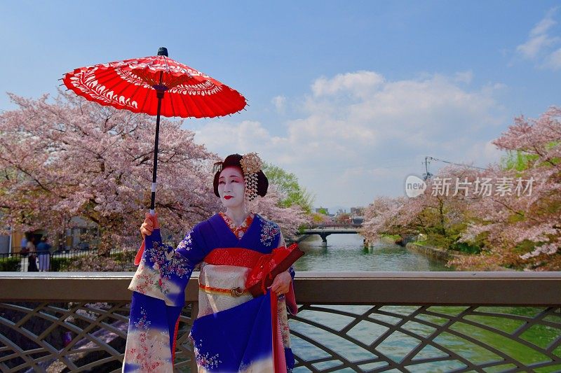 穿着美子服饰的日本女人在京都的桥上欣赏樱花