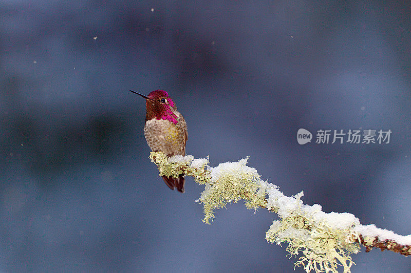 白雪树枝上安娜的蜂鸟