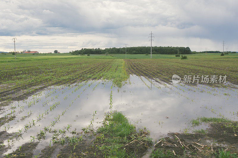 春季一场暴雨过后，玉米幼苗淹没了农田。