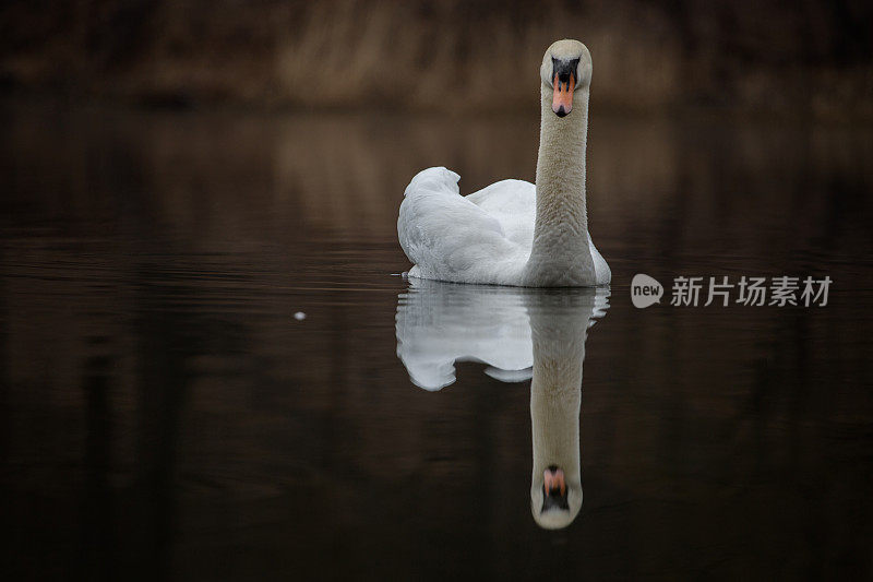 白天鹅黑湖