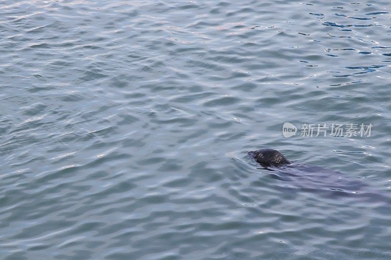 港海豹