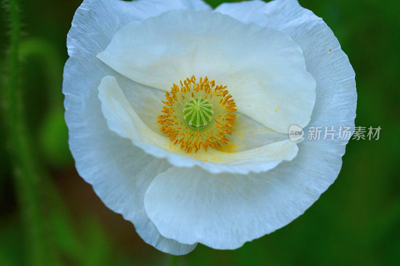 雪莉罂粟花的特写照片与焦点在雌蕊和雄蕊