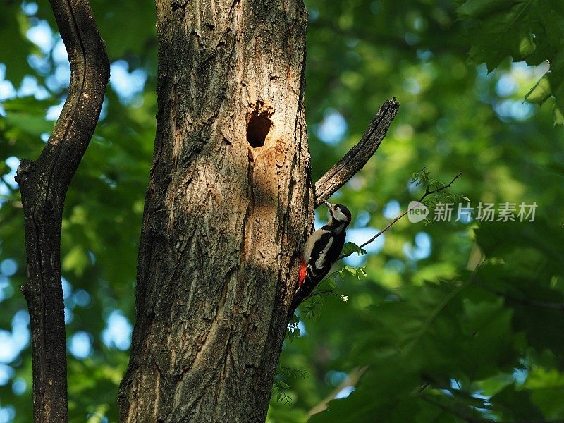 小斑点啄木鸟