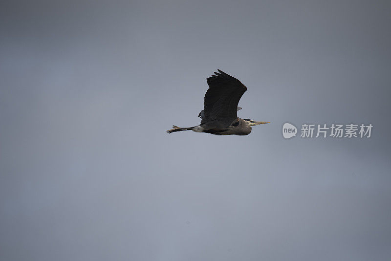 苍鹭在空中滑翔