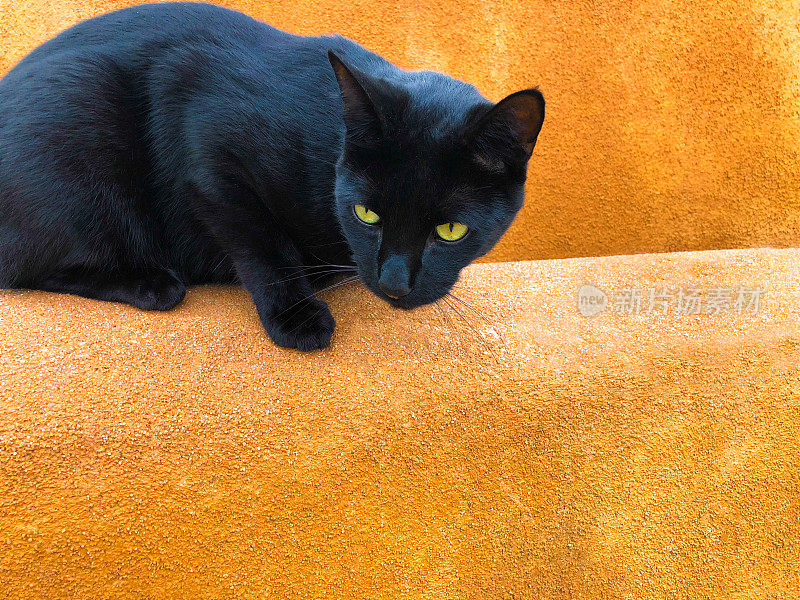 准备突袭黑猫，橙墙，拷贝空间