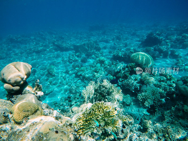 红海中的水下珊瑚礁