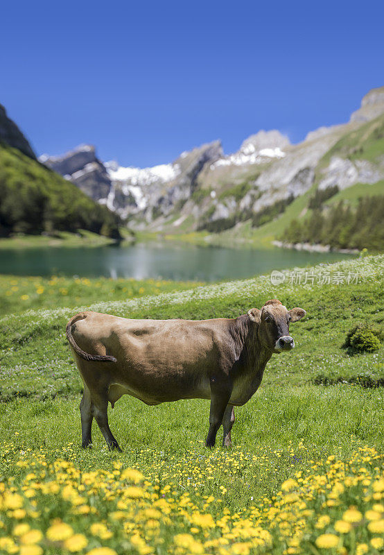 奶牛在瑞士的山脉前面Säntis
