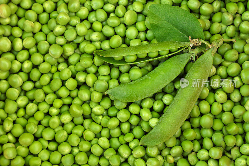 自家种植的有机绿色豌豆谷物
