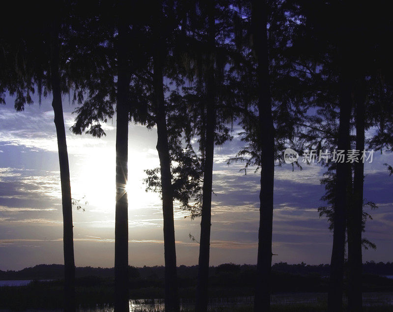 在佛罗里达州基西米的托霍帕克里格湖，透过树木看到美丽的夕阳