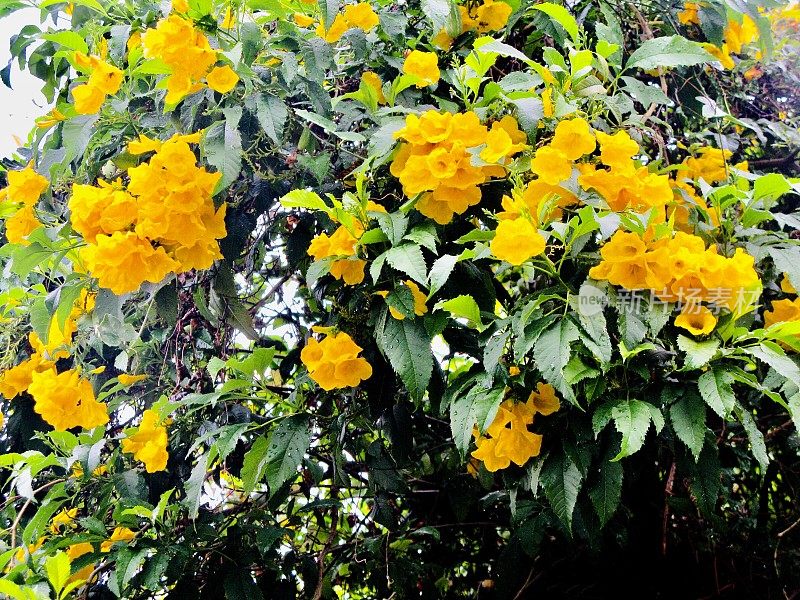 黄色的喇叭灌木花在树枝上