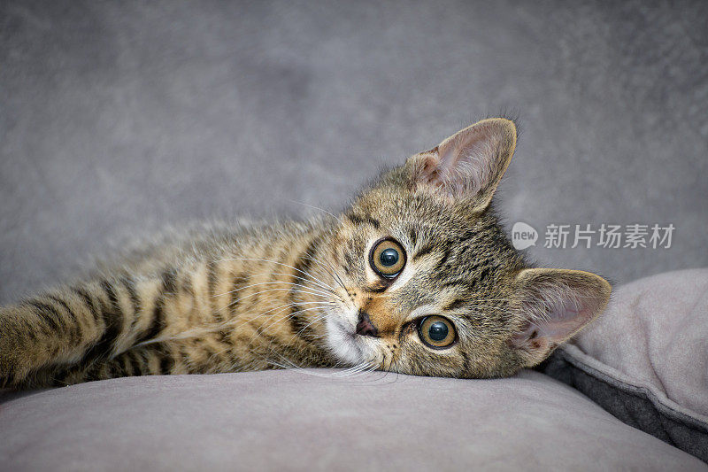 小猫――宠物动物