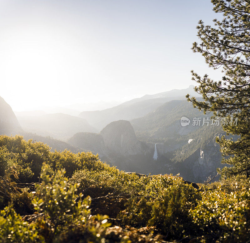 优山美地山谷里早春的树叶