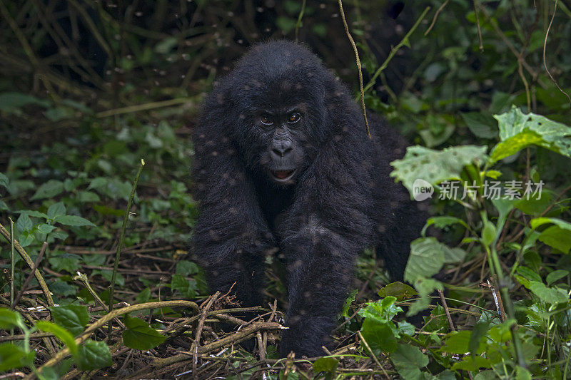 刚果东部低地大猩猩，野生动物被射杀