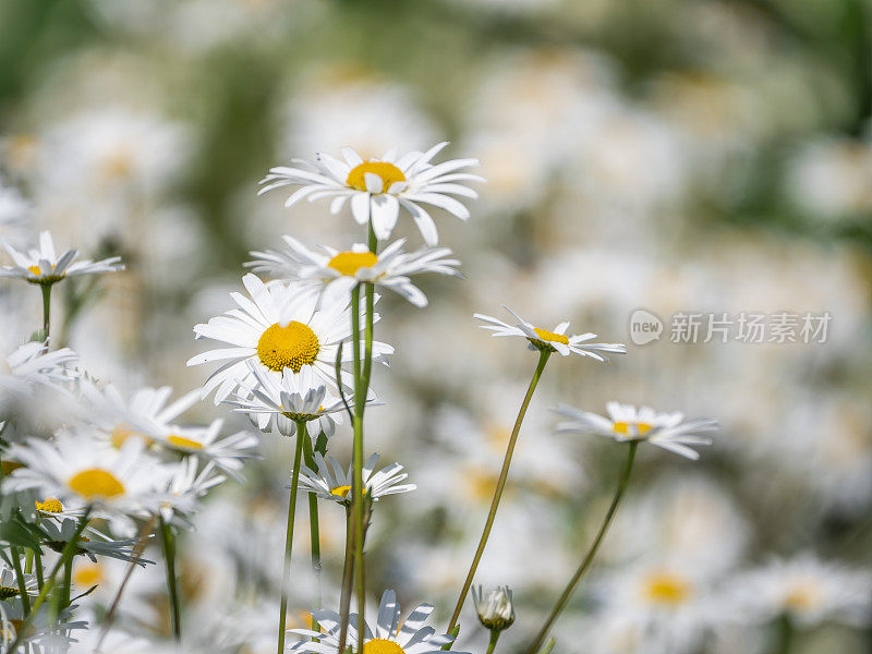 阳光下的白色雏菊