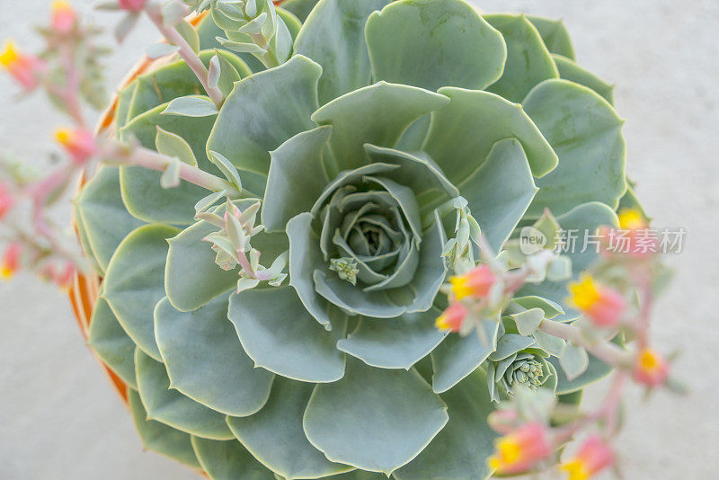 肉质植物组