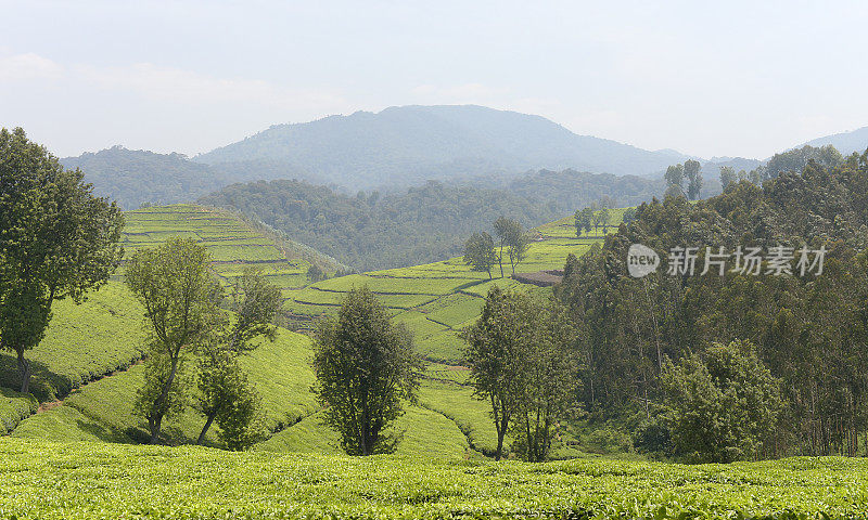 卢旺达靠近Nyungwe森林的茶园