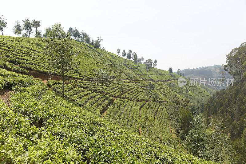 卢旺达靠近Nyungwe森林的茶园