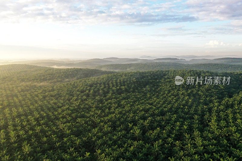 上午的棕榈油种植园鸟瞰图