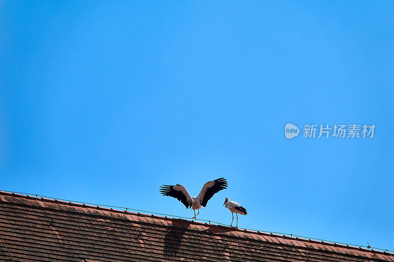 屋顶上有两只鹳鸟，一个降落点