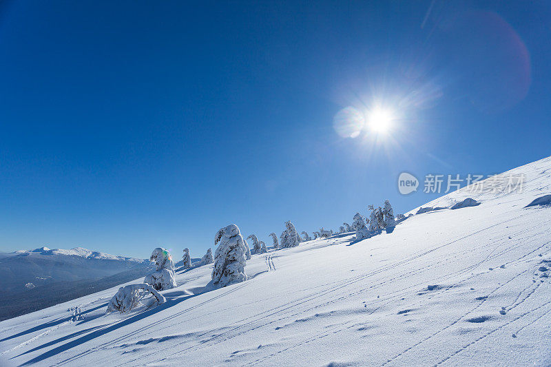 美丽的冬季全景与新鲜的粉末雪。风景与云杉，蓝天与阳光和高喀尔巴阡山脉的背景