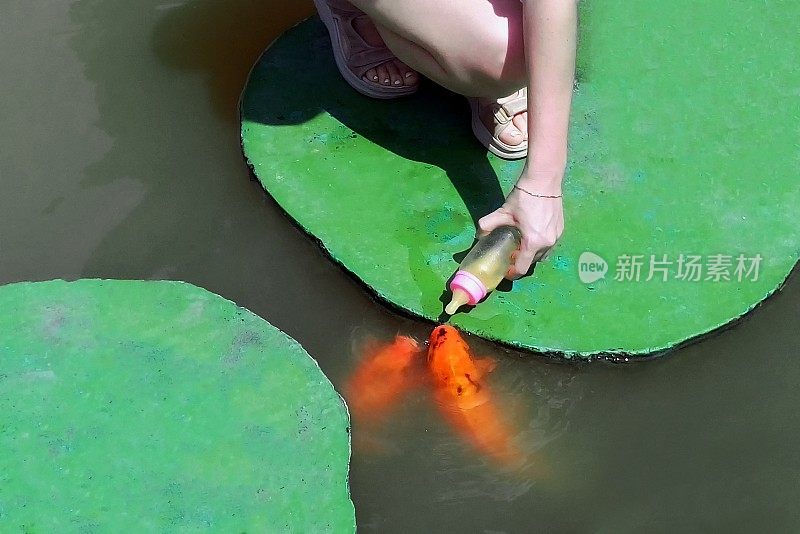女孩把鱼从瓶子里喂了出来。一个女人用乳头喂鱼吃。亚洲养金鱼的池塘。