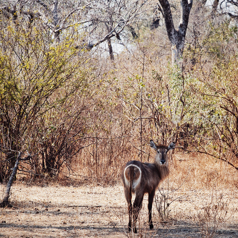 瓦特巴克看着镜头，马吉特野生动物保护区，马拉维