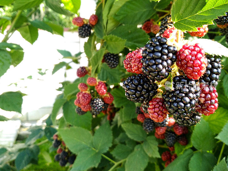 贝瑞背景。接近成熟的黑莓。成熟和未成熟的黑莓在灌木上有选择性的焦点。