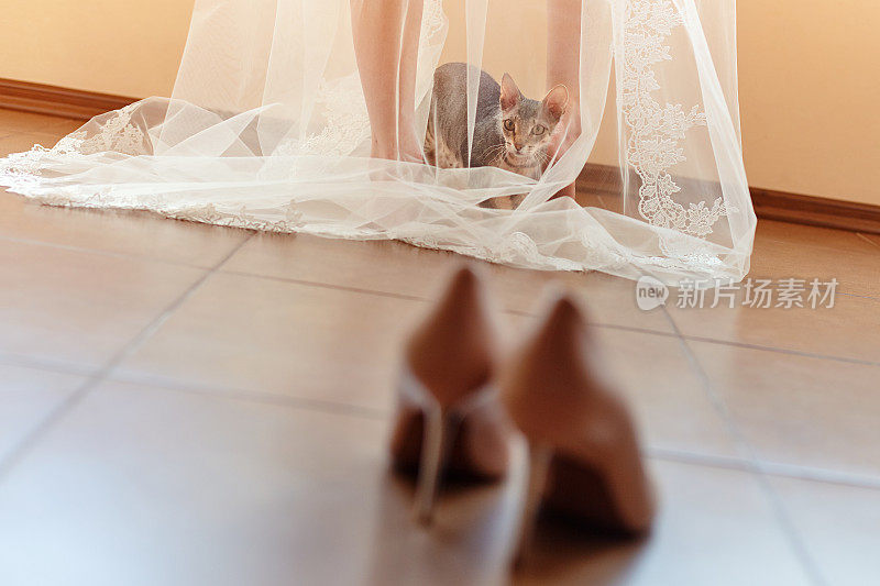 有趣的好奇的猫坐在早上新娘的面纱下，看着婚礼鞋。