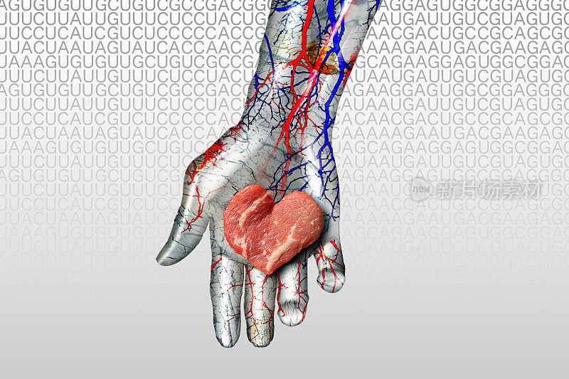 在金属机器人的手掌上放置心形的人造牛肉。背景是信使rna编码