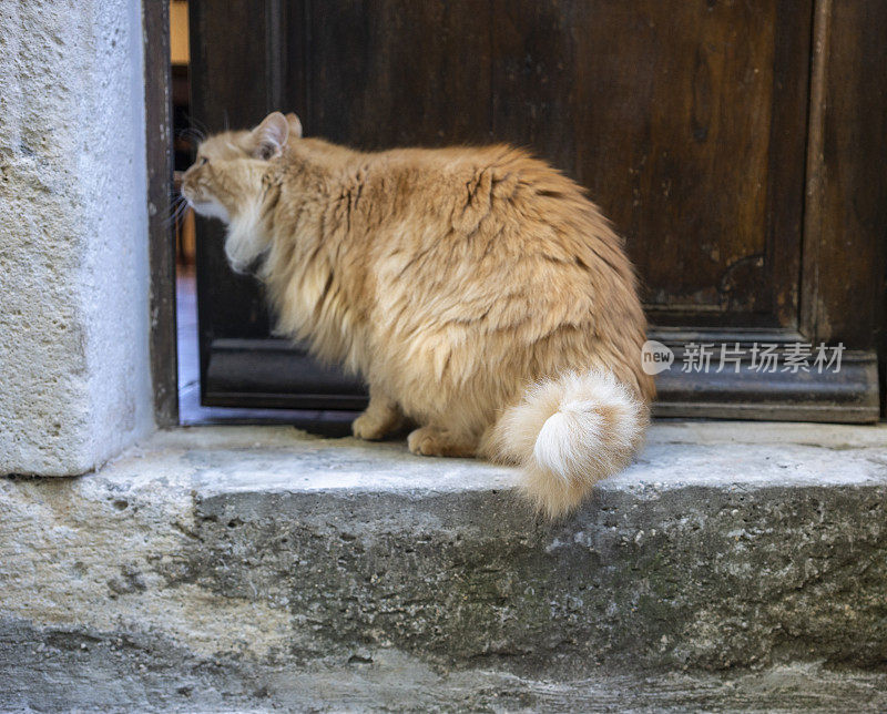 橙色的猫在门口等着