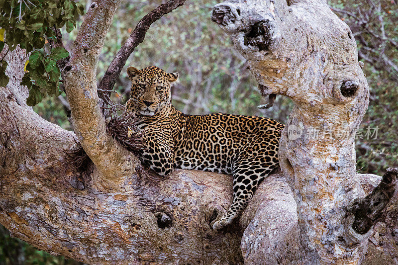 马赛马拉豹在树上休息。