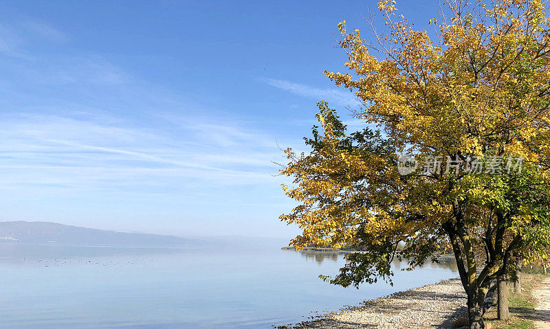 土耳其伊兹尼克湖的秋季湖泊景观和树叶变黄的树。在移动设备上拍摄。