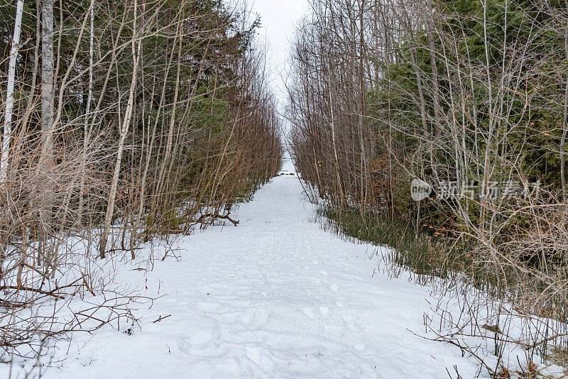 冬天靠近加拿大安大略省蒂尼的乔治亚湾步道。