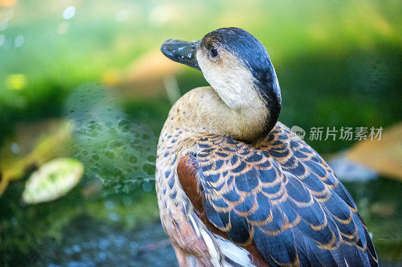 澳大利亚:流浪哨鸭