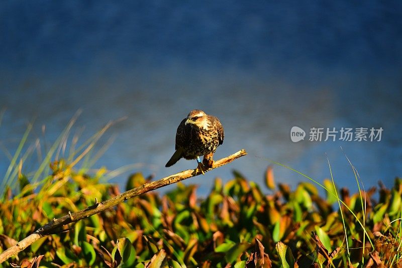 栖息在高处的蜗牛风筝，爪子里叼着苹果蜗牛饭