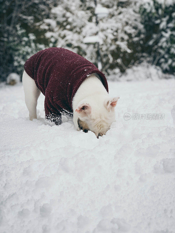 一只白色法国斗牛犬正在吃雪。