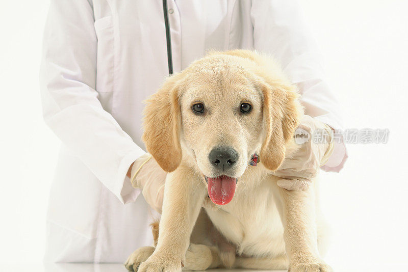 兽医在兽医诊所的桌子上检查狗