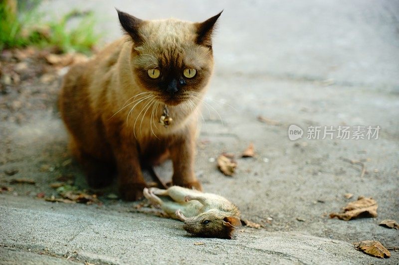 猫要攻击老鼠