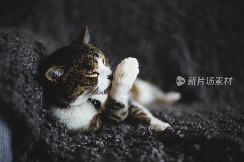 沙发上的虎斑猫