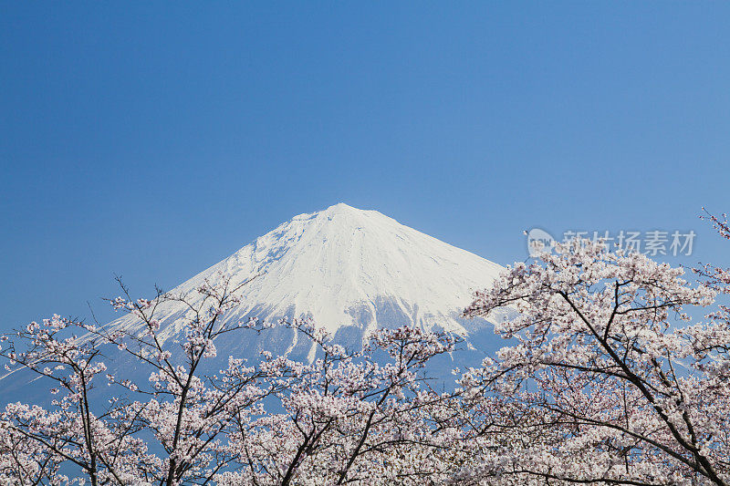 穿过樱花树的富士山