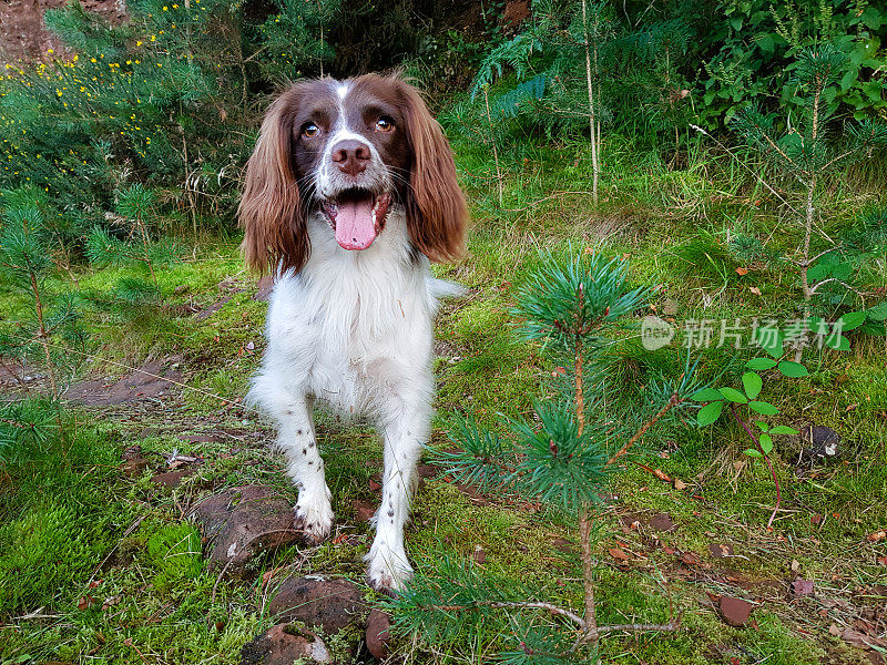 年轻的肝脏和白色施普林格西班牙猎犬工作犬