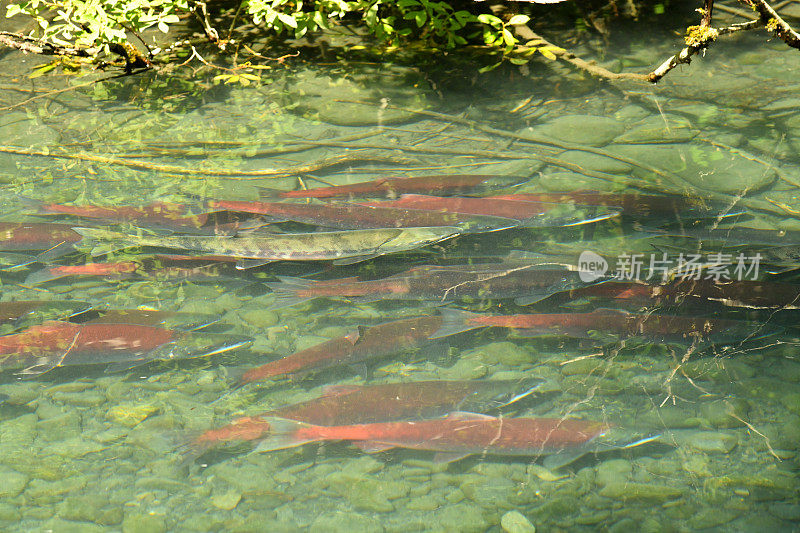 红鲑和鲑鱼