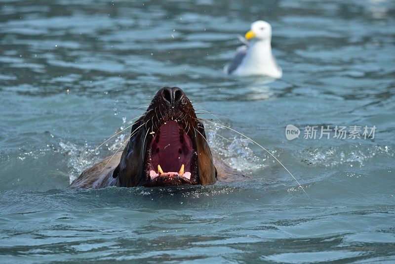 恒星海狮怒吼