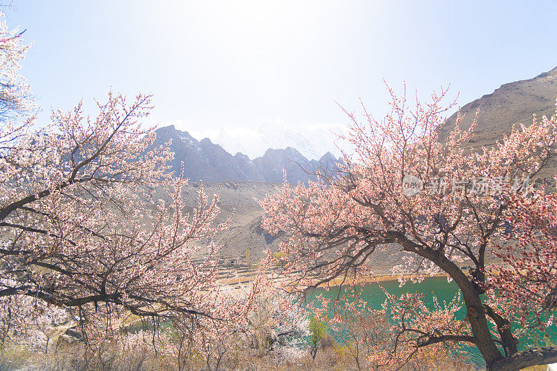 自然风景沿着喀喇昆仑山在罕萨山谷与樱花盛开的秋天巴基斯坦